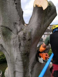 Elagage d'arbre Creil